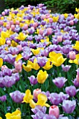 TULIPA GOLDEN OXFORD,MENTON,VIOLET BEAUTY