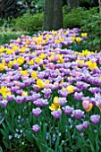 TULIPA GOLDEN OXFORD,MENTON,VIOLET BEAUTY