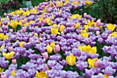 TULIPA GOLDEN OXFORD,MENTON,VIOLET BEAUTY