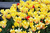 TULIPA LA COURTINE