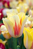 TULIPA LA COURTINE