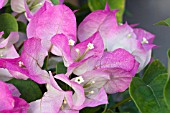 BOUGAINVILLEA IMPERIAL DELIGHT