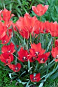 TULIPA LINIFOLIA