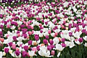 TULIPA MIX PLANTING