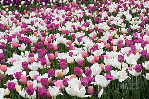 TULIPA_MIX_PLANTING