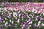 TULIPA MIX PLANTING