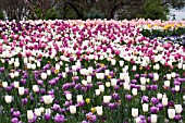 TULIPA MIX PLANTING