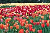 TULIPA MIX PLANTING