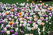 TULIPA NARCISSUS MIX PLANTING