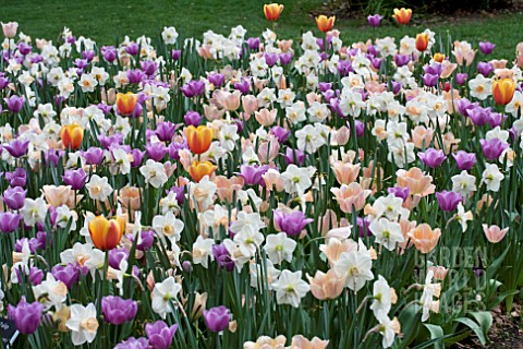 TULIPA_NARCISSUS_MIX_PLANTING