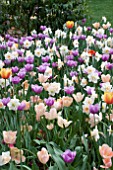 TULIPA NARCISSUS MIX PLANTING