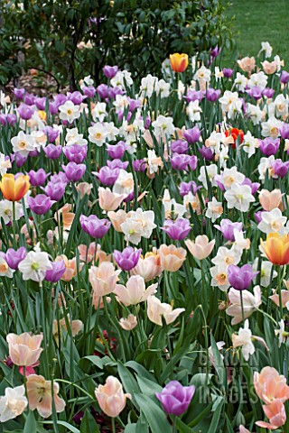 TULIPA_NARCISSUS_MIX_PLANTING