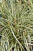 CAREX OSHIMENSIS GOLD STRIKE