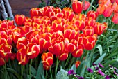 TULIPA WORLDS FAVORITE