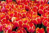 TULIPA WORLDS FAVORITE