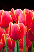 TULIPA WORLDS FAVORITE