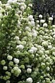 VIBURNUM MACROCEPHALUM