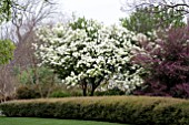 VIBURNUM MACROCEPHALUM