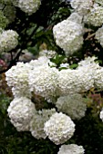 VIBURNUM MACROCEPHALUM