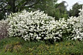 VIBURNUM MACROCEPHALUM