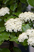 VIBURNUM PRUNIFOLIUM BLACKHAW