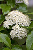 VIBURNUM PRUNIFOLIUM BLACKHAW