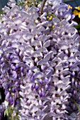 WISTERIA FLORIBUNDA TEXAS PURPLE