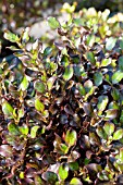 COPROSMA KARO RED