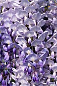 WISTERIA FLORIBUNDA TEXAS PURPLE