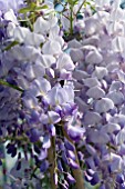 WISTERIA FLORIBUNDA TEXAS PURPLE