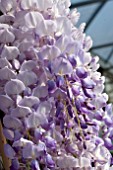 WISTERIA FLORIBUNDA TEXAS PURPLE