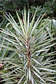 YUCCA ELEPHANTIPES SILVER STAR