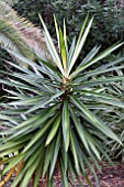 YUCCA ELEPHANTIPES STRIATA