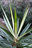 YUCCA ELEPHANTIPES STRIATA