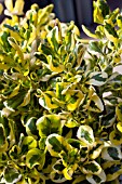 COPROSMA TAUPAPA GOLD