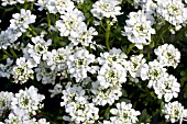 IBERIS SEMPERVIRENS ALEXANDER WHITE