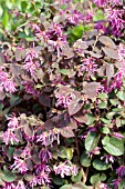 LOROPETALUM SIZZLING PINK