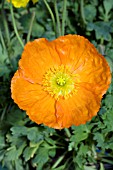 PAPAVER NUDICAULE ORANGE