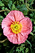 PAPAVER NUDICAULE PINK