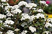 VIBURNUM OBOVATUM REIFLERS DWARF