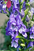 ACONITUM FISCHERII AZURE