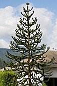 ARAUCARIA ARAUCANA