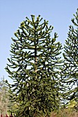 ARAUCARIA ARAUCANA