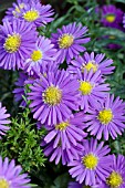 ASTER DUMOSUS SAPPHIRE