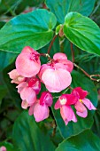 BEGONIA DRAGON WING PINK