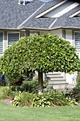 BETULA PENDULA YOUNGII- STANDARD