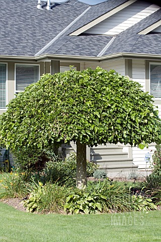 BETULA_PENDULA_YOUNGII_STANDARD