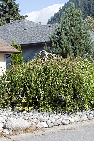 BETULA_PENDULA_YOUNGII