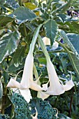 BRUGMANSIA VERSICOLOR VARIEGATA