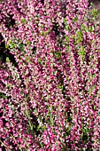 CALLUNA VULGARIS ALEXANDRA